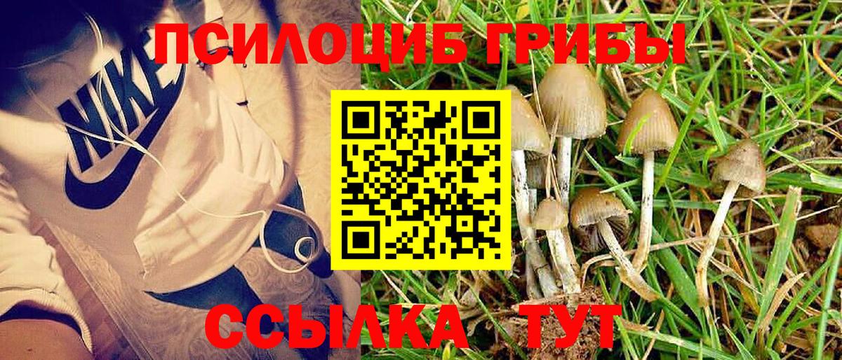 Галлюциногенные грибы GOLDEN TEACHER  Вход с VPN  Псилоцибиновые грибы GOLDEN TEACHER  купить закладку  Тимашёвск 